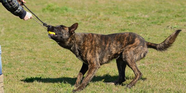 Dutch Shepherd: A Versatile and Loyal Dog Breed