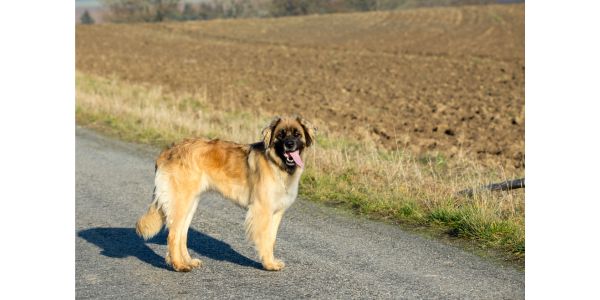 Leonberger dog breed