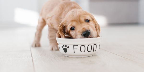 Canidae dog food feeding guide