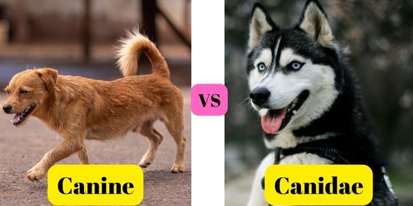 Canine vs Canidae