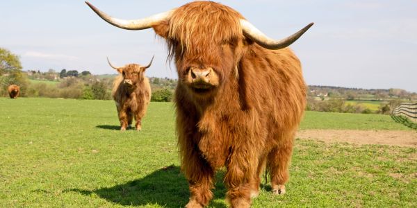 Highland Cow: A Gentle Giant of the Scottish Countryside