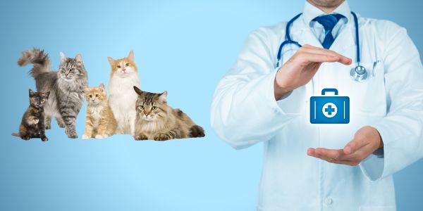 Insurance for Cats in United States
