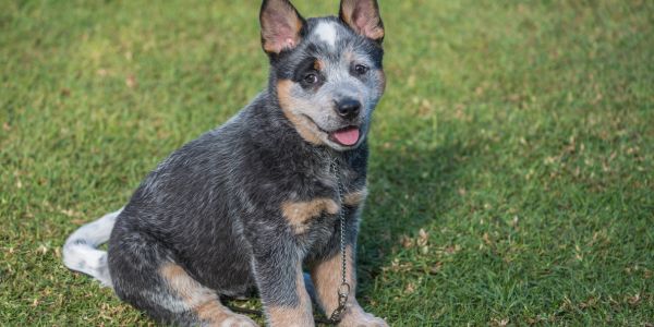 Blue Heeler Puppies: Loyal, Energetic, and Smart