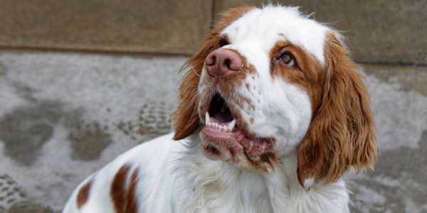 A Comprehensive Guide to Clumber Spaniels
